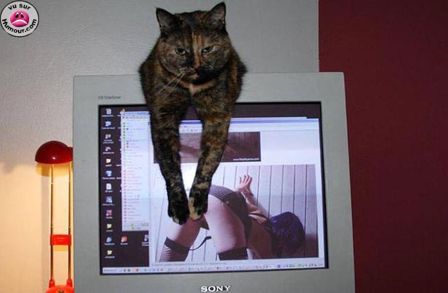 Image: funny_pictures_14715-34d400.jpg