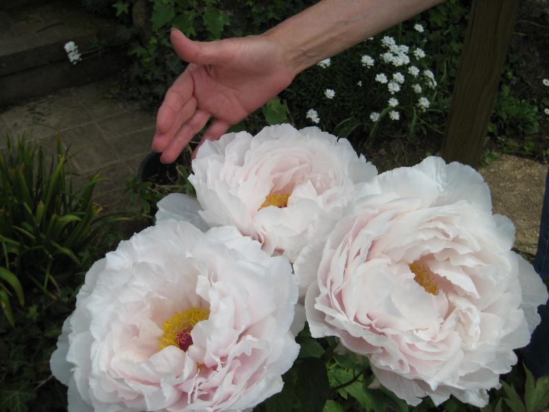 Image: 20080505__541-322944.jpg