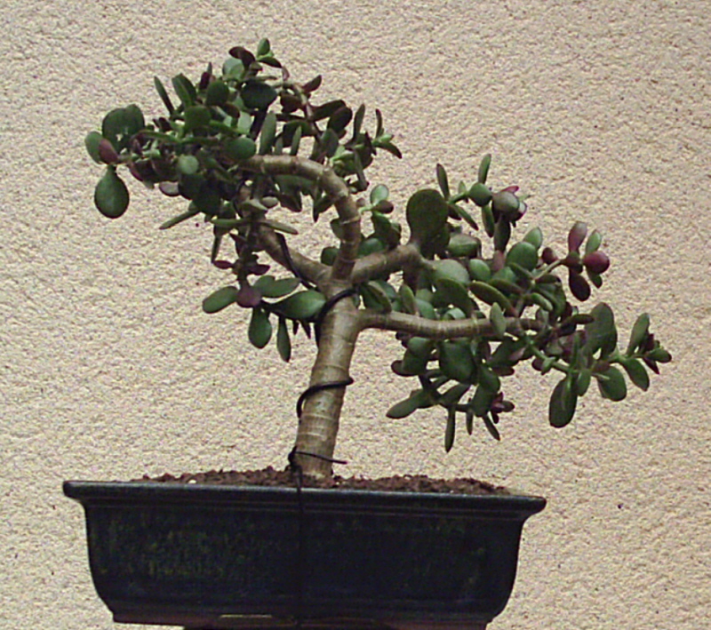 Image: crassula2-006-335532.jpg