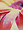 http://img24.xooimage.com/files/1/9/f/dear-creation-578cee.png
