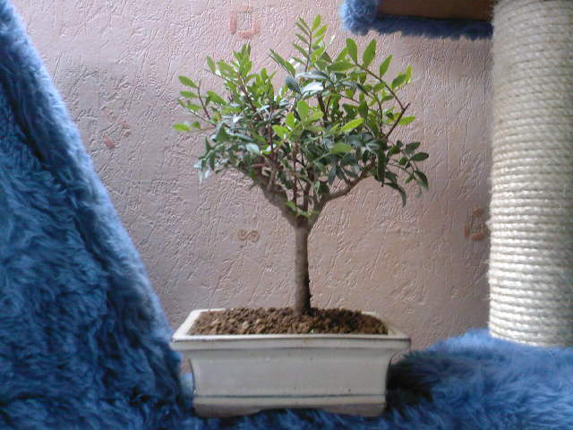 Image: ti20sp_a0116-3553cb.jpg