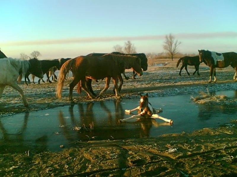 cheval-poulain-sur-glace-a9459c.jpg