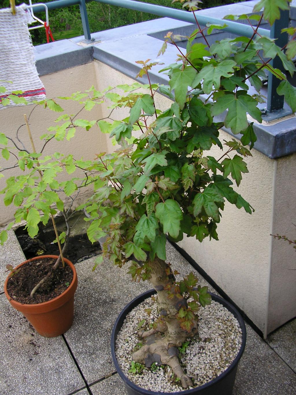 Image: p1010004-30cdf0.jpg