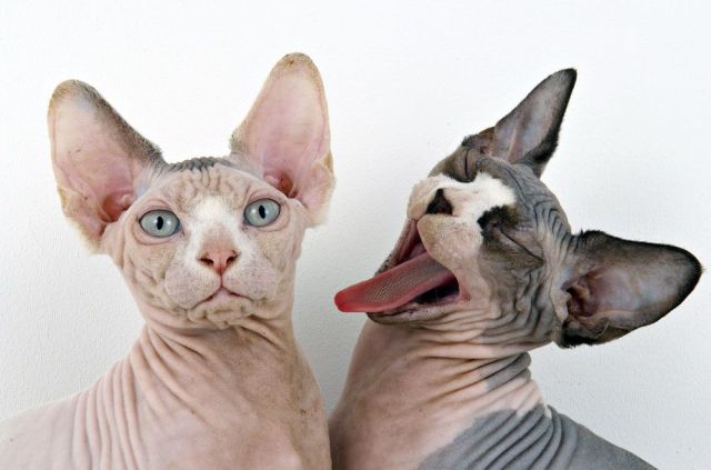 image-chats-lynx-fanfan
