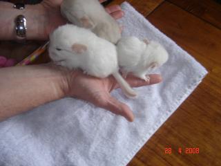 Image: chichi-006-349349.jpg