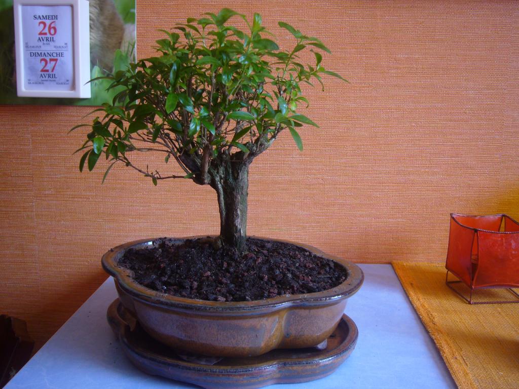 Image: p1010648-34f87d.jpg