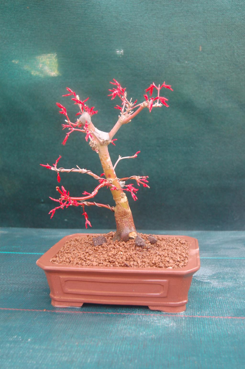 Image: bonsai-vente-005-34465b.jpg