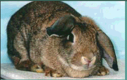 gif-lapin-fanfan