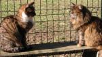 Les chats en chatterie Sdv_a7-a7556c