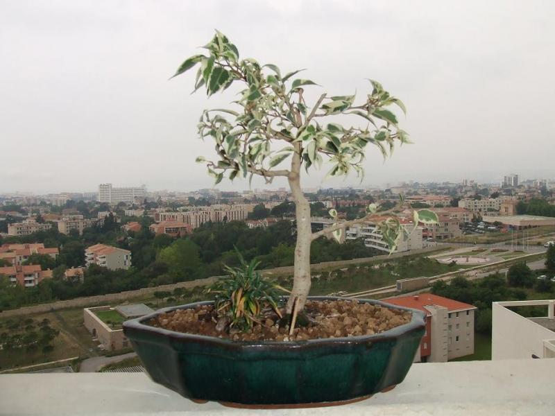 Image: 1-3b0fb9.jpg