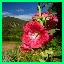 http://img24.xooimage.com/files/a/b/9/quadrillepo-sis-cf3f2a.gif