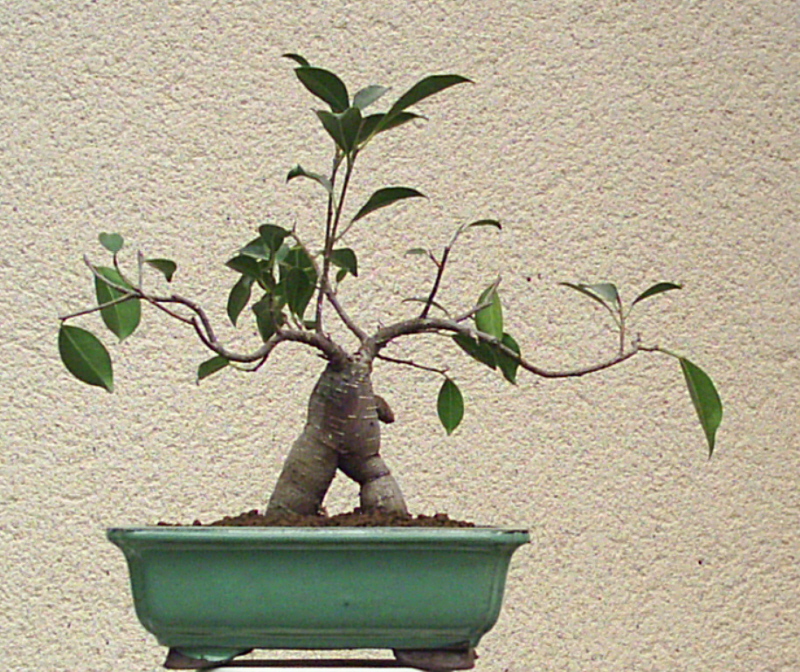 Image: bonhomme-ficus-036-311b2d.jpg