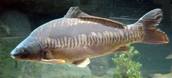 carpe-miroir-1007011.jpg