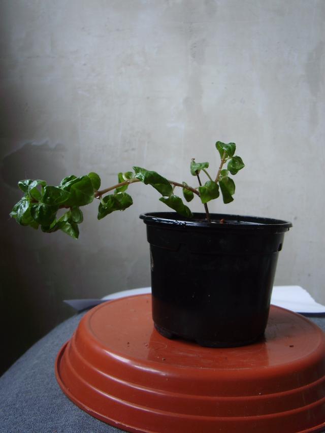 Image: sa550446-4a100d.jpg