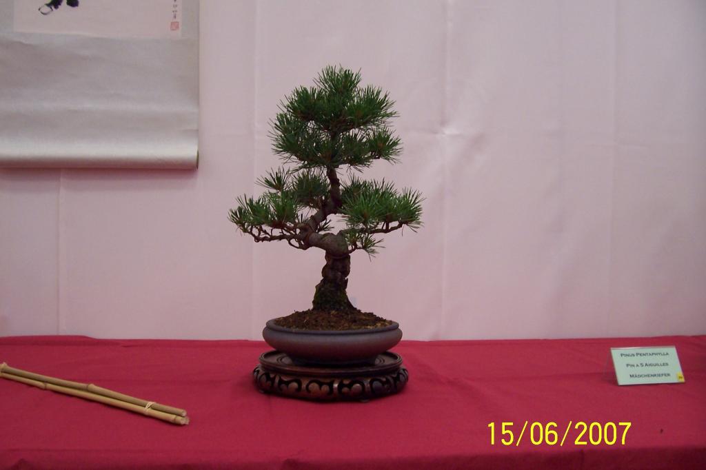Image: 100_6852-420583.jpg