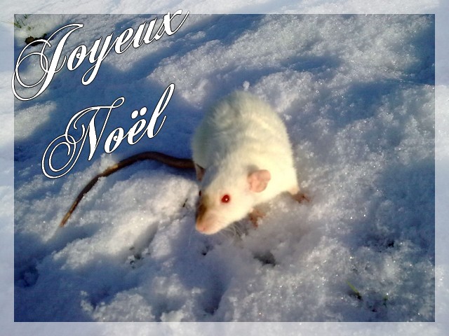 Rats-quitains And Co Forum Index