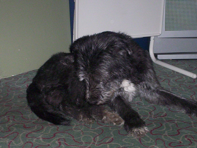 Image: chester-004-34708c.jpg