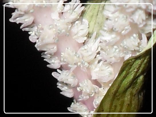 L'évolution d'une fleure Aponogeton boivinianus Fleur-1edead4