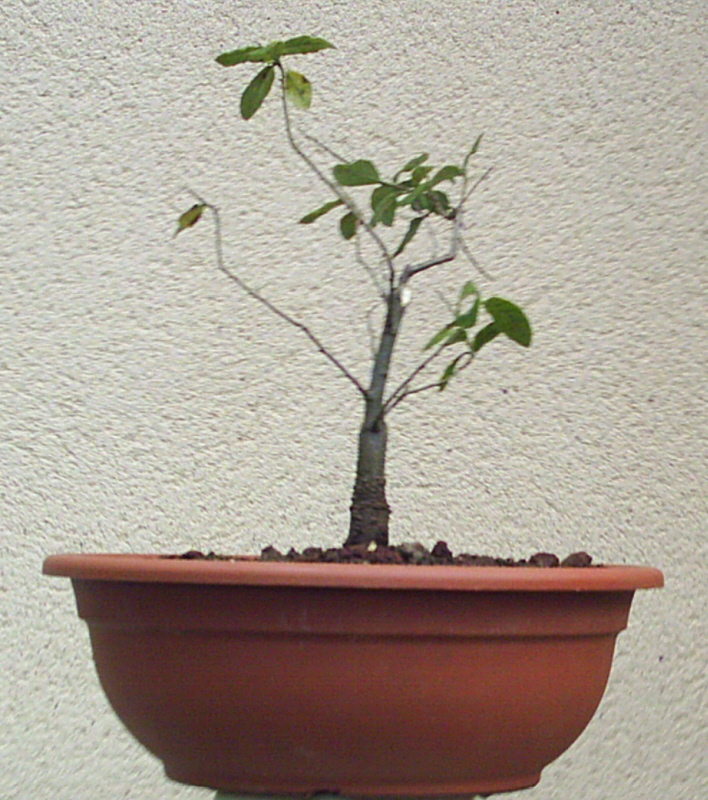 Image: ch-ne-vert-007-343714.jpg