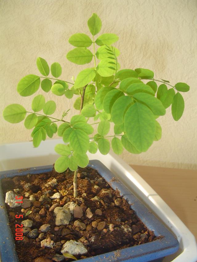 Image: le-31-mai-2008-3f6a50.jpg